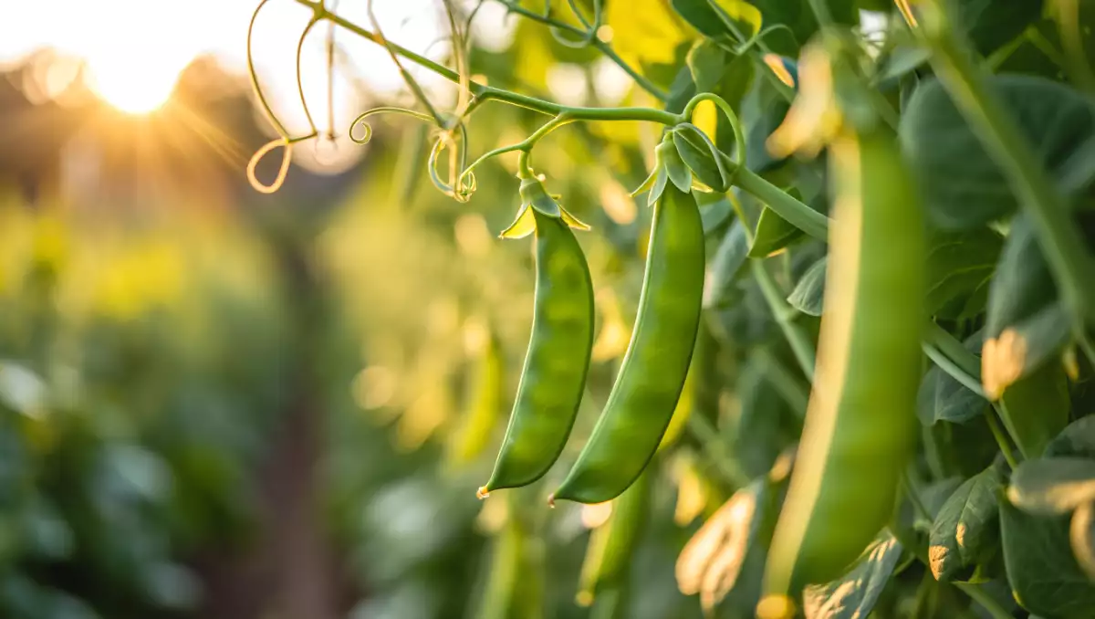 Kako enostavno skuhati snežni grah? Vsi nasveti, ki jih potrebujete, da bo ostal hrustljav in okusen