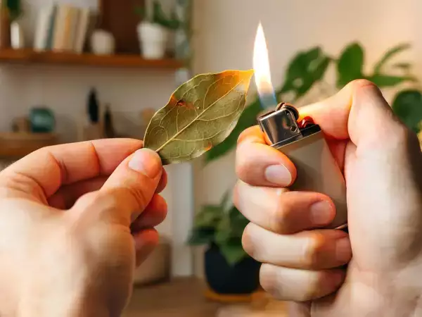 Sliši se mistično, a je čarobno: kaj se zgodi z vašim telesom, ko vdihnete žgani lovor.