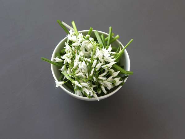 Medvedov česnov pesto, dišeč in zelo okusen! - Priprava korak 1